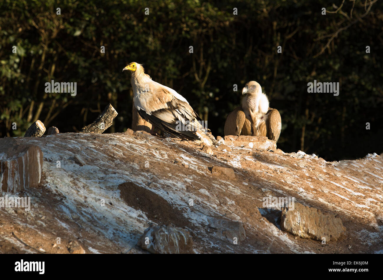 Oiseau de proie dans le centre de récupération de la faune MIPS, Villafranca de los Barros (Badajoz). Dans ce centre entre chaque année h Banque D'Images