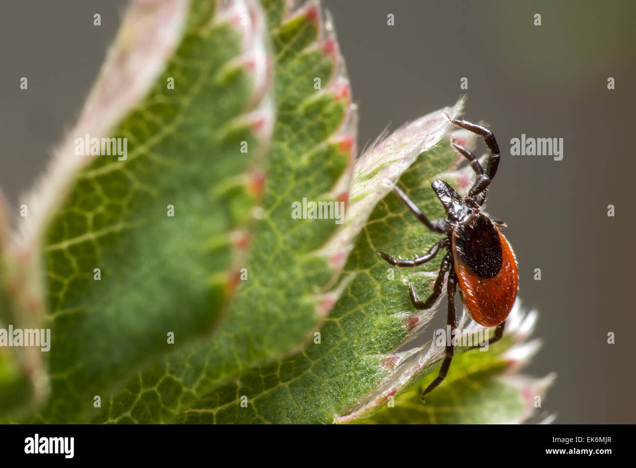 Le ricin tique (Ixodes ricinus) Banque D'Images