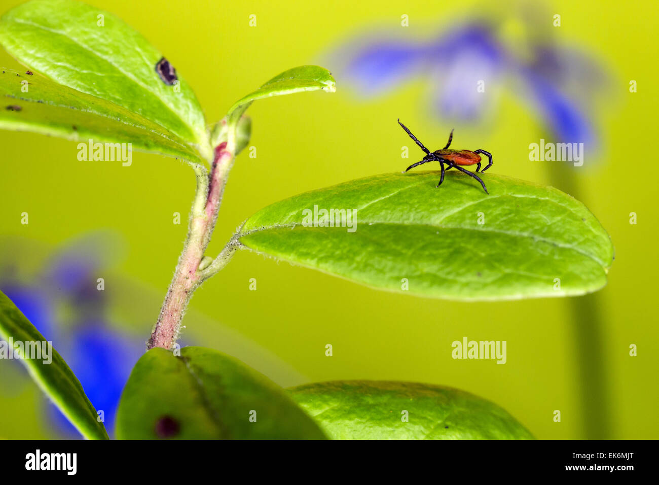 Le ricin tique (Ixodes ricinus) Banque D'Images