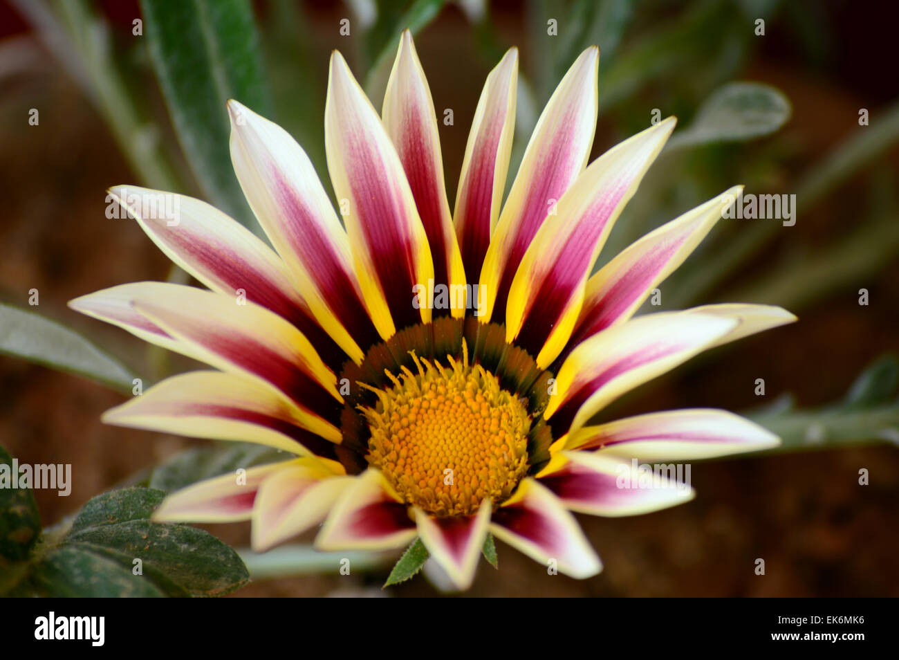 Fleurs en fleurs LA BEAUTÉ DE LA NATURE Banque D'Images