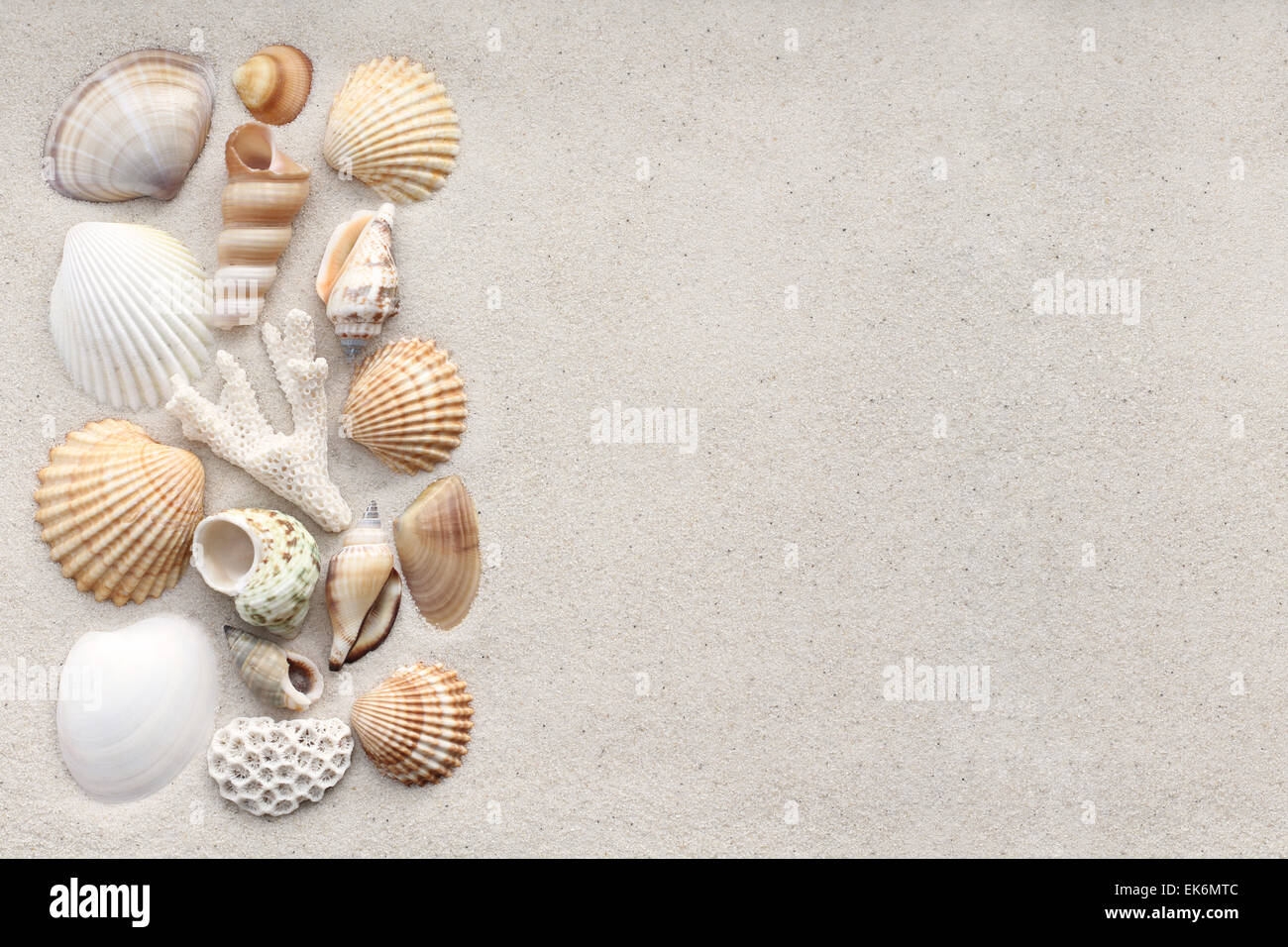 Coquilles de mer et corail sur le sable Banque D'Images