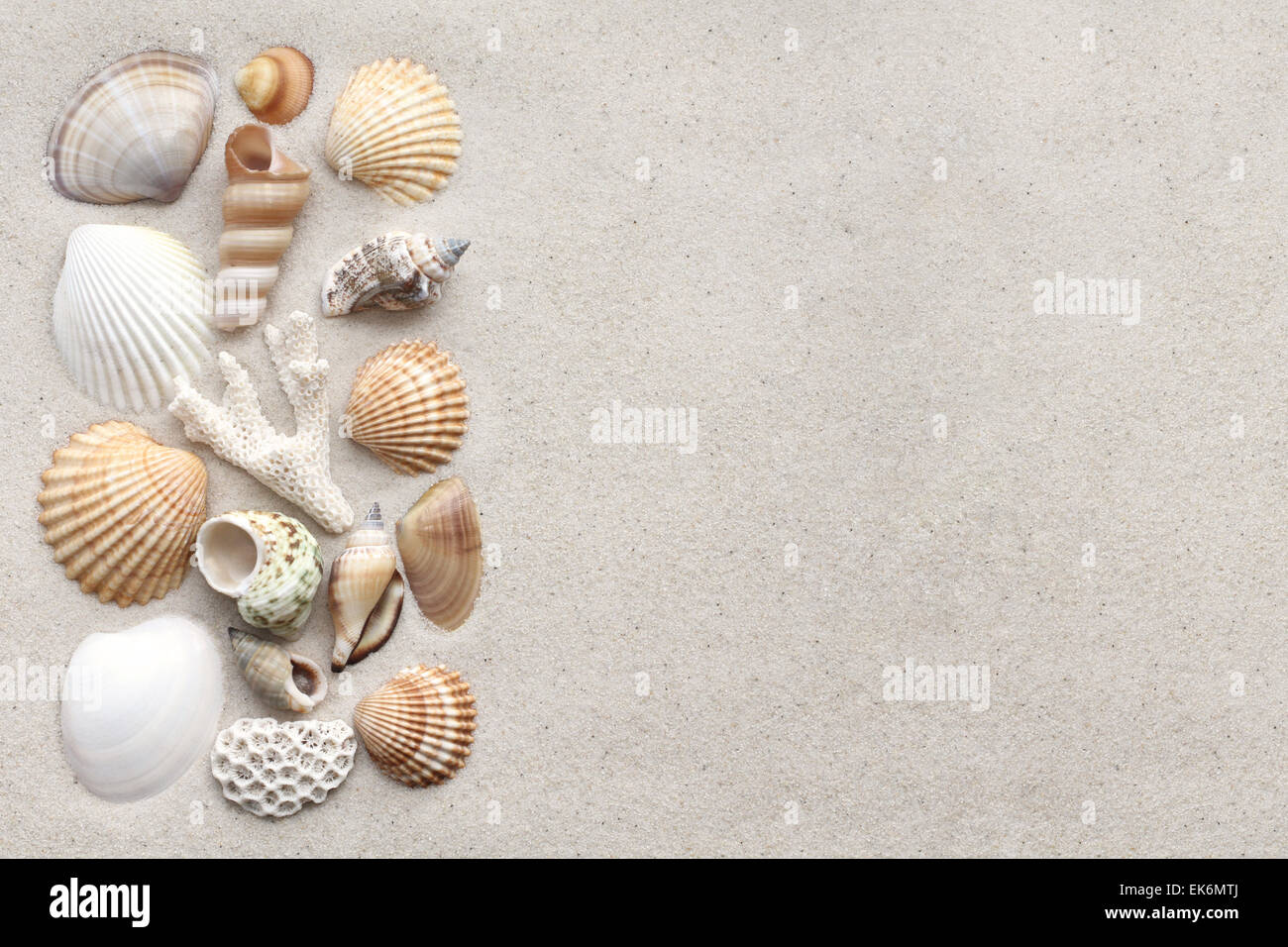 Coquilles de mer et corail sur le sable Banque D'Images