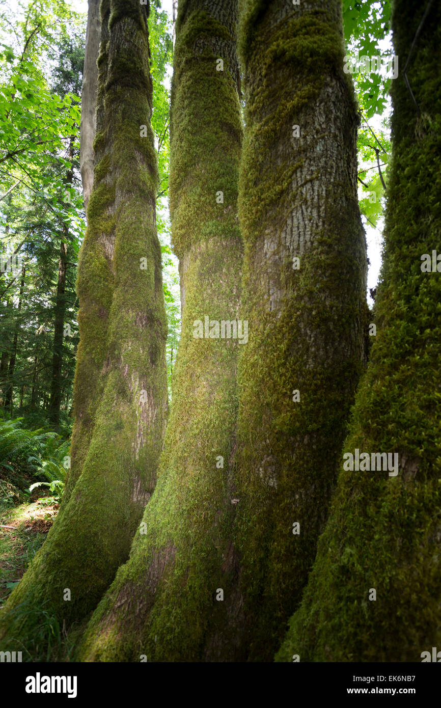 Amérique du Nord, Canada, Colombie-Britannique, Vancouver Island, parc provincial d'Elk Falls, de la mousse sur les arbres en pleine croissance Banque D'Images