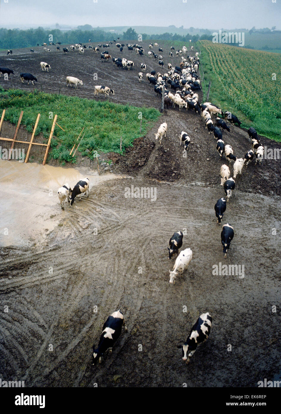 Vue aérienne de vaches provenant de l'alpage pour la traite. Jour de pluie sur une ferme laitière du nord de New York. Banque D'Images
