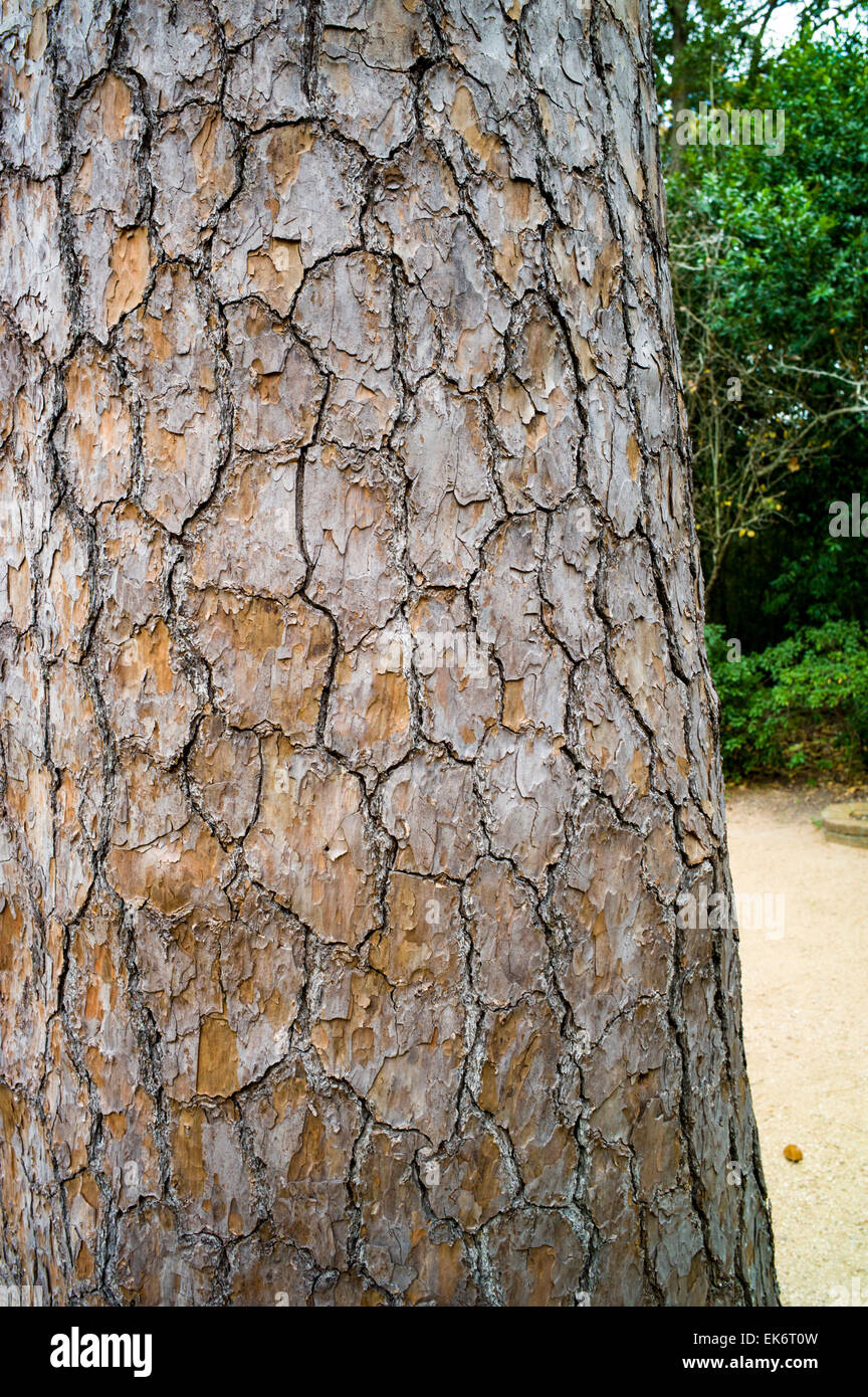 Le pin à encens arbre, Bayou Bend gardens & home, Musée des beaux-Arts de Houston Banque D'Images