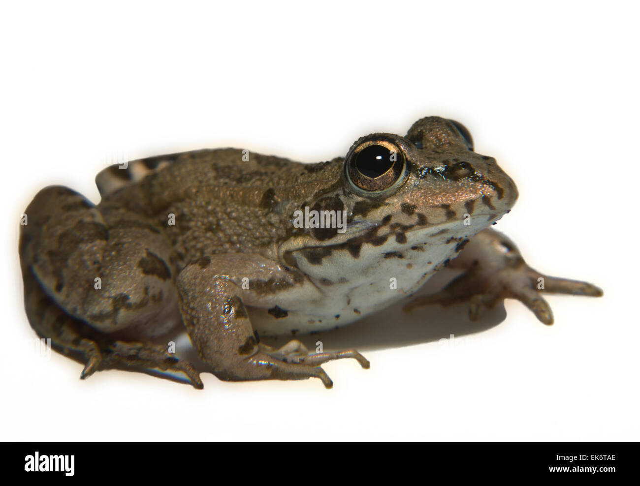 Perez Pelophylax perezi ou la grenouille se trouve dans le sud de la France Portugal Espagne et deux sites au Royaume-Uni, en Espagne, c'est Banque D'Images