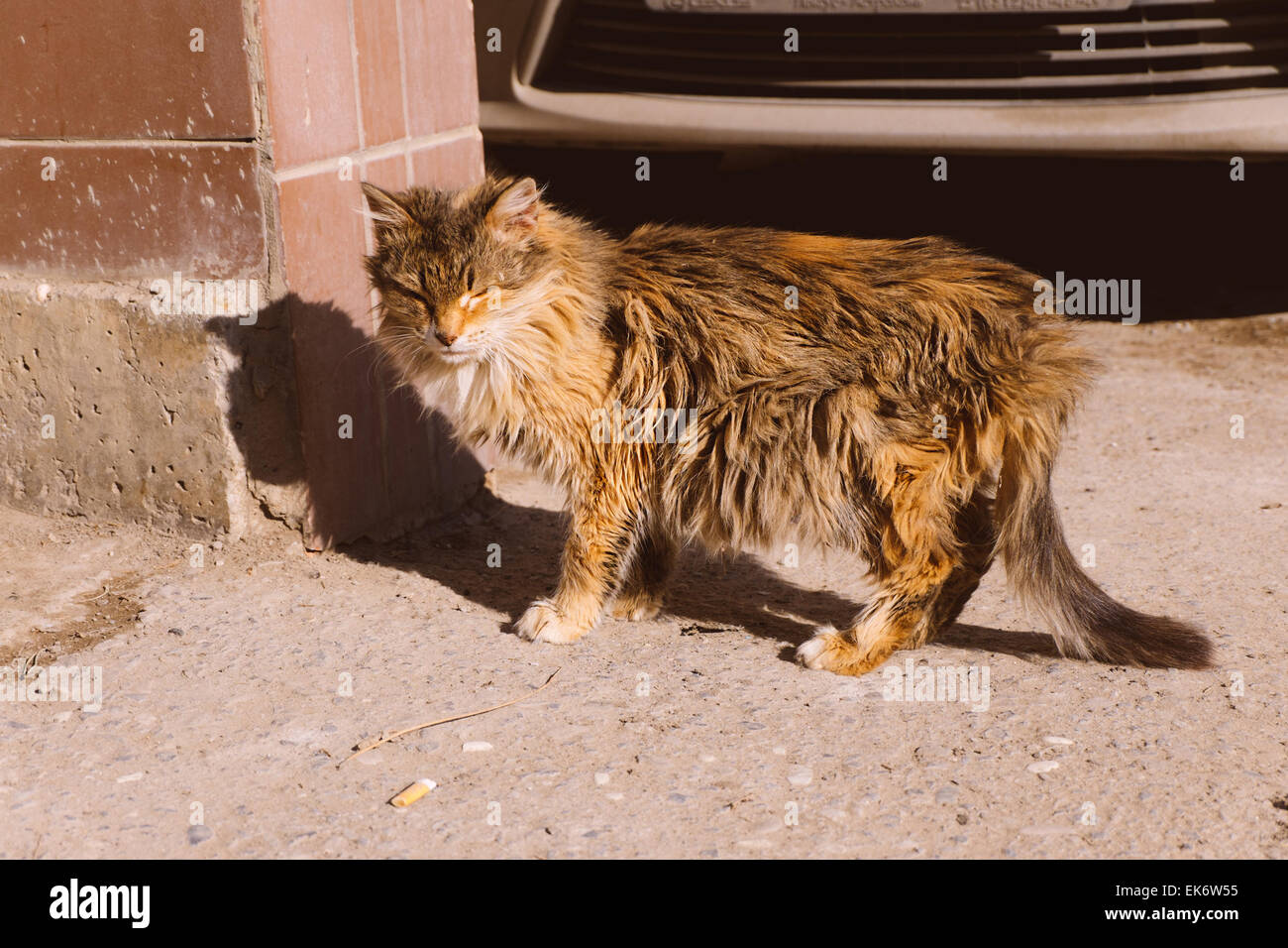 Sans-abri orange Fluffy cat side view Banque D'Images