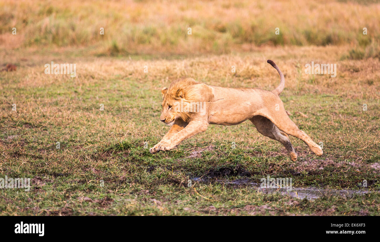 Male lion (Panthera leo) sauter à travers un ruisseau, Duba Plains, Kwedi, Okavango Delta, Botswana, Afrique du Sud Banque D'Images