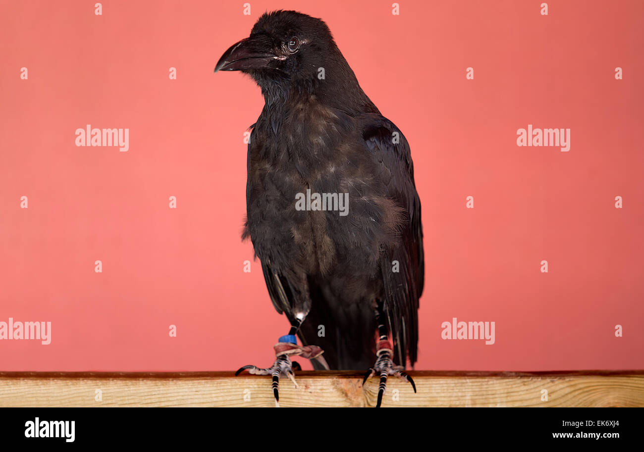 Le Grand Corbeau (Corvus corax), également connu sous le nom de Grand Corbeau, est un grand tout-noir, espèce d'oiseau. Banque D'Images