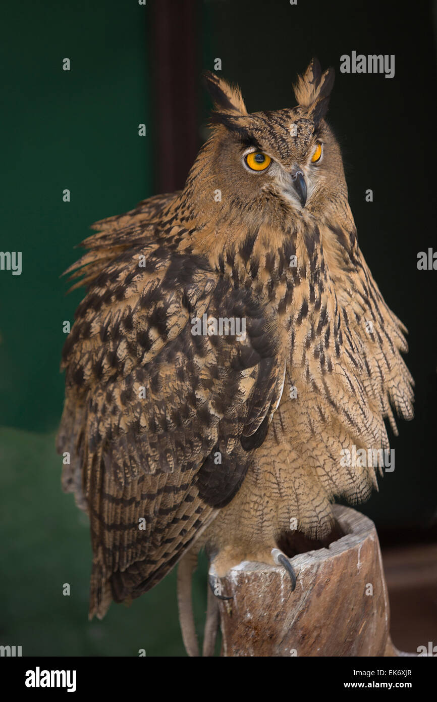 Le Grand-duc est un oiseau très grand et puissant, parfois appelé le plus grand hibou du monde Banque D'Images