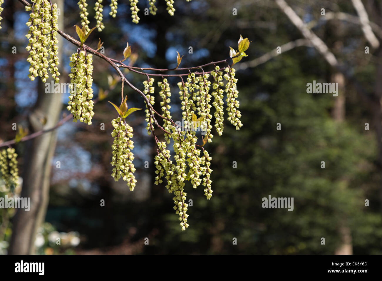 Poignée jaune pâle des racèmes Stachyurus chinensis 'Celina' à la RHS Gardens, Wisley, Surrey, UK au printemps Banque D'Images