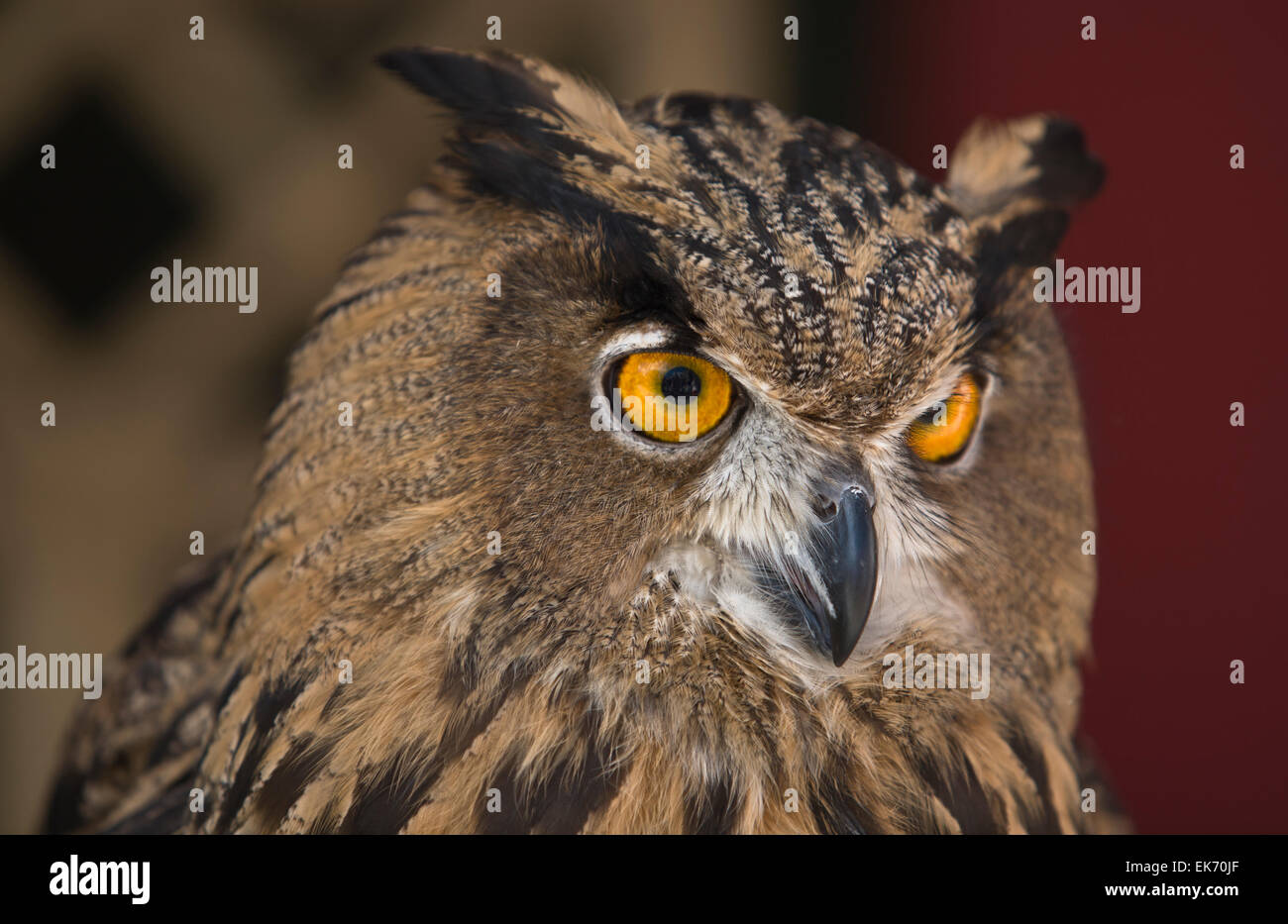 Le Grand-duc est un oiseau très grand et puissant, parfois appelé le plus grand hibou du monde Banque D'Images