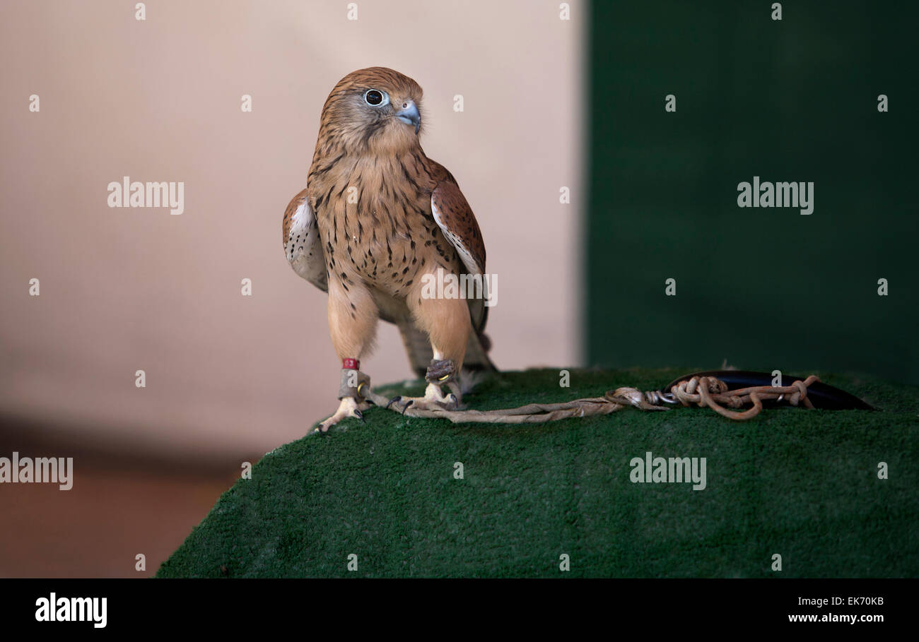 Le Faucon crécerellette Falco naumanni ou est un petit faucon, petit oiseau de proie. Il partage un brun foncé et un ventre gris barré wi Banque D'Images