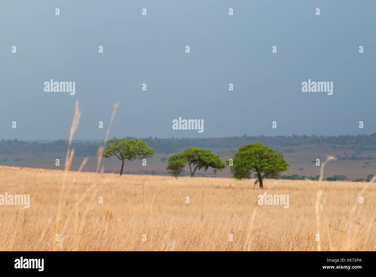 Le Parc National de Kidepo Valley dans le Nord de l'Ouganda, l'Afrique de l'Est Banque D'Images