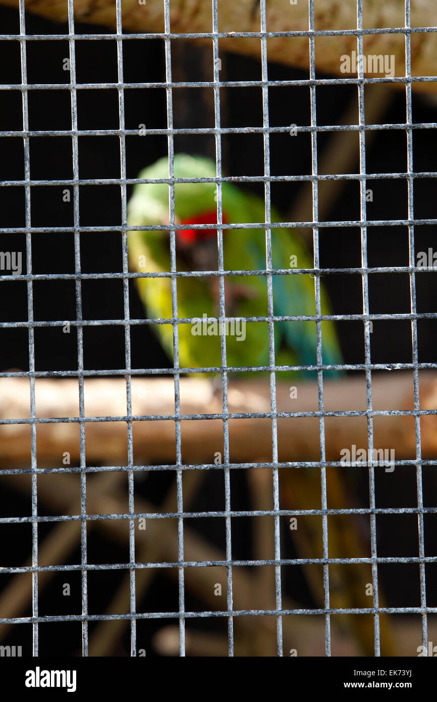 Le commerce illégal des oiseaux exotiques. La captivité. Posée par modèle. Banque D'Images
