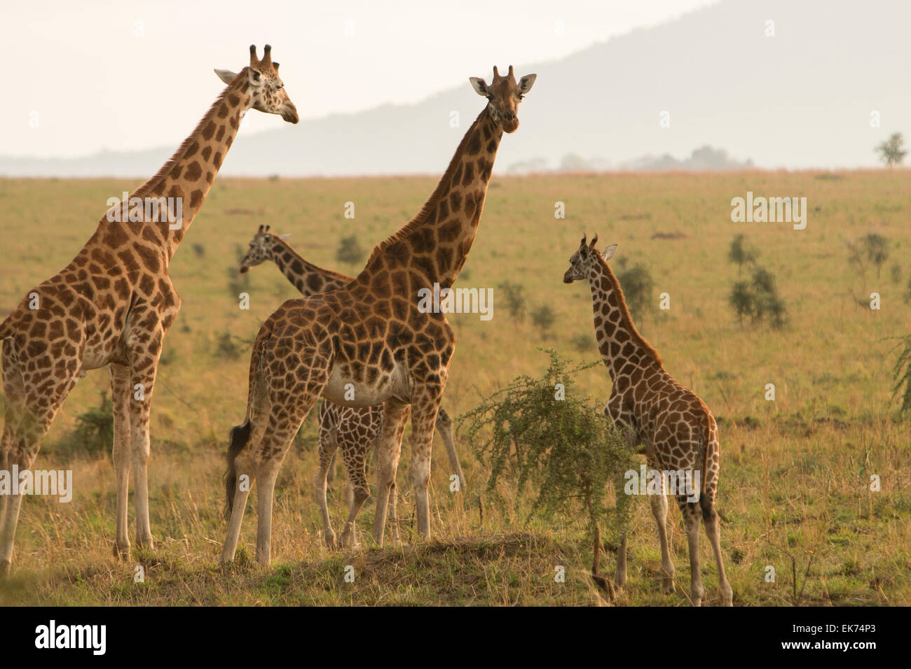 Famille girafe au Parc National de Kidepo Valley dans le Nord de l'Ouganda, l'Afrique de l'Est Banque D'Images