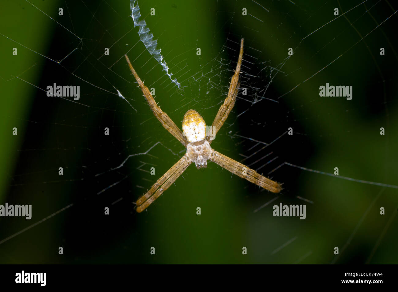 St Andrew's Cross (Argiope keyserlingi araignée), le Queensland du Nord, Australie Banque D'Images