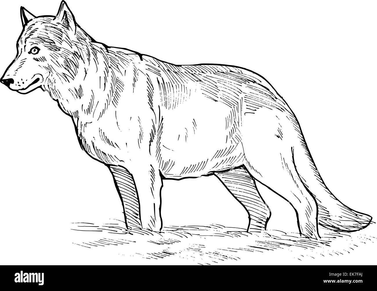 Loup de dessin Banque D'Images