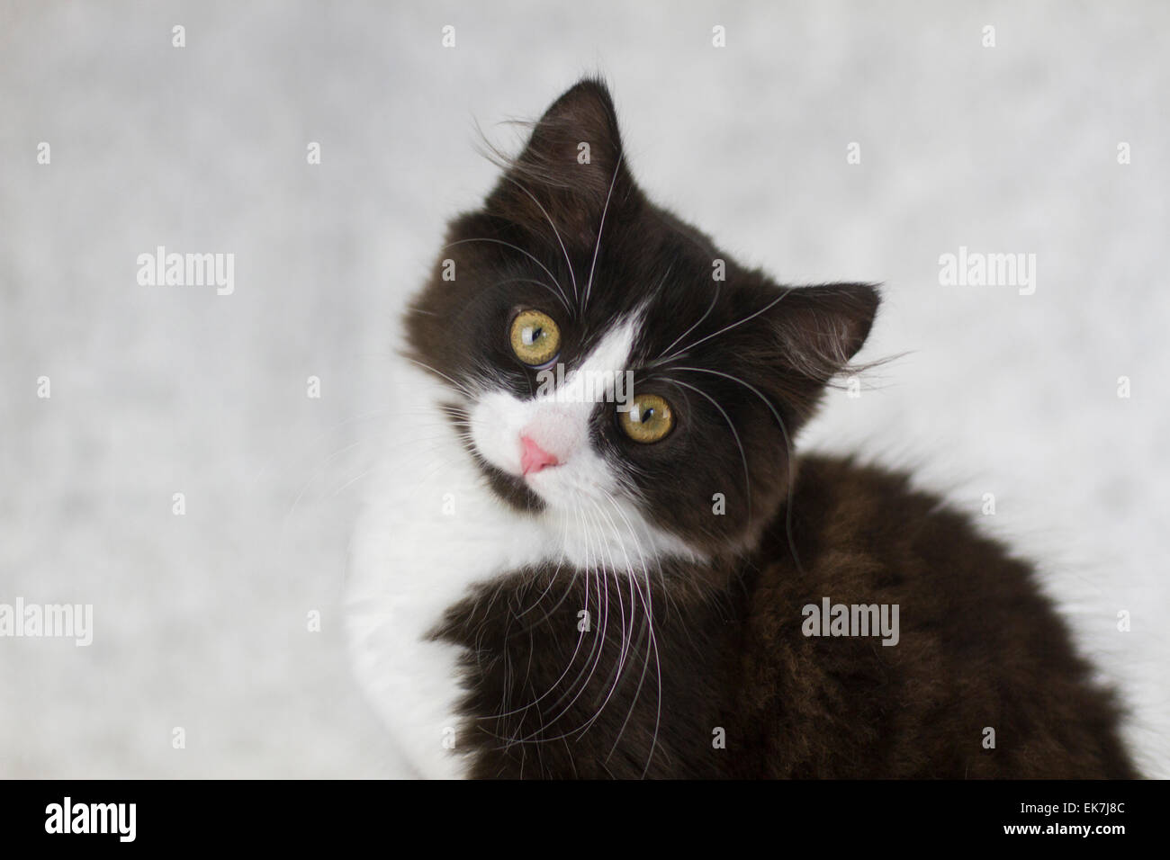 European Shorthair Noir Et Blanc Chaton A La Camera Dans Le Studio Photo Photo Stock Alamy