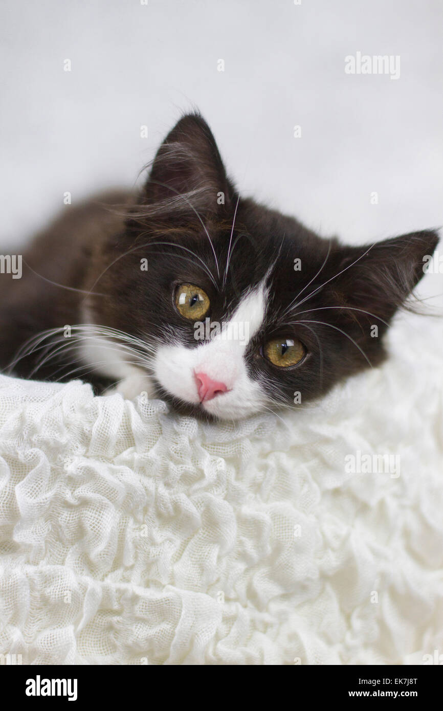 European Shorthair Noir Et Blanc Chaton Couche Couverture Blanche Studio Photo Photo Stock Alamy
