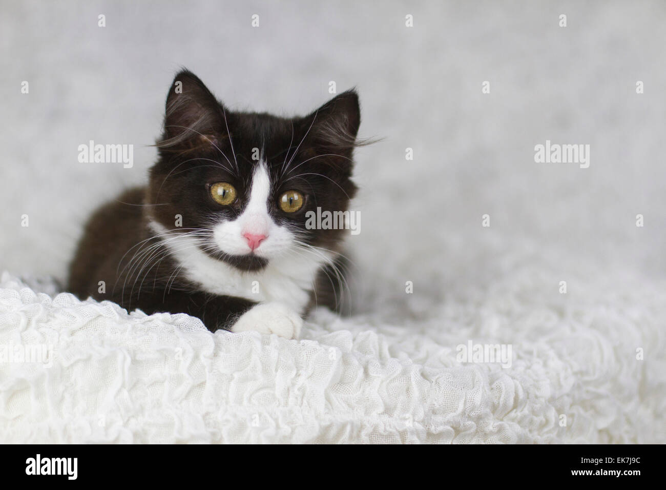 European Shorthair Noir Et Blanc Chaton Couche Couverture Blanche Studio Photo Photo Stock Alamy