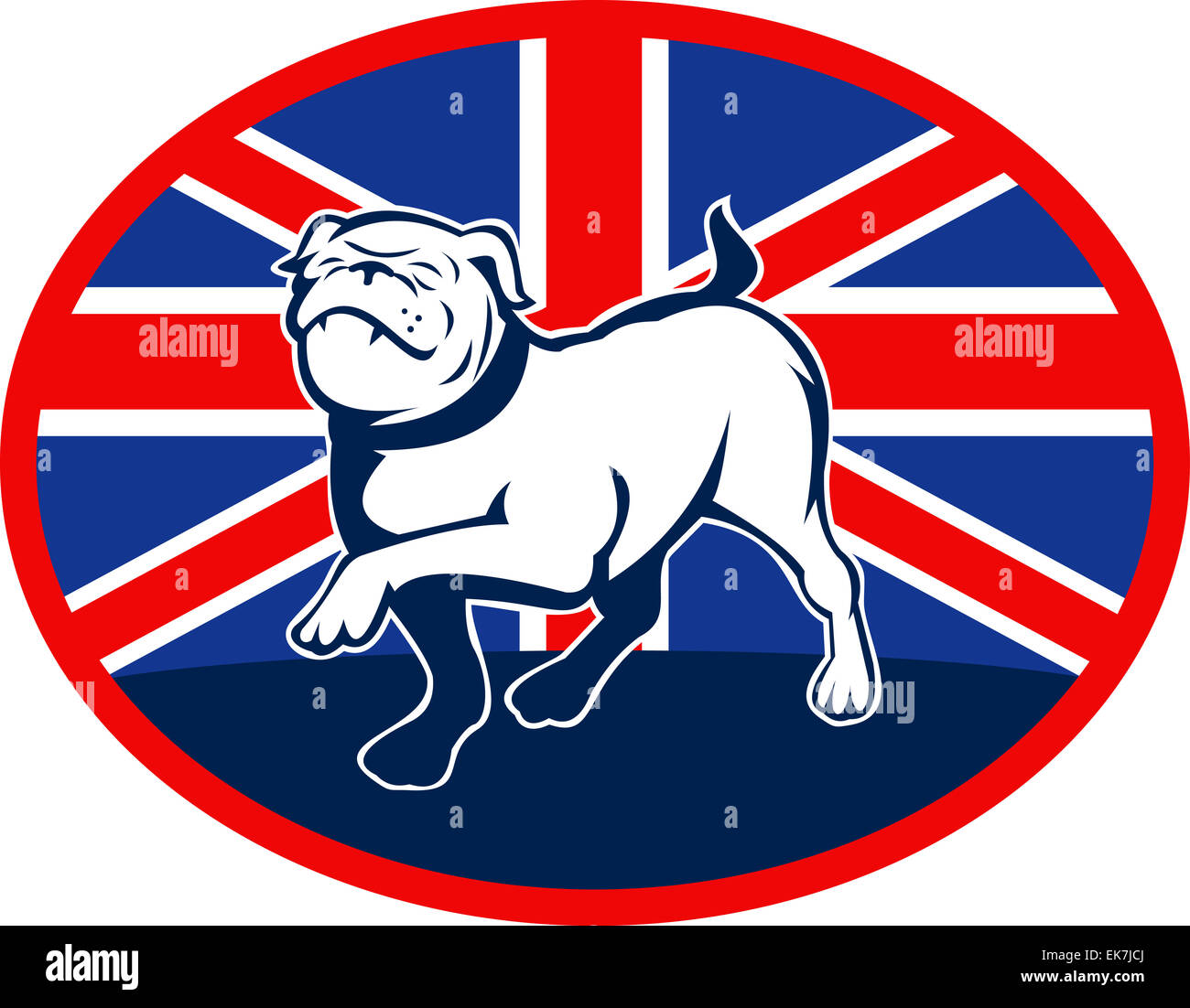 Fier bulldog Anglais marche avec drapeau britannique Banque D'Images