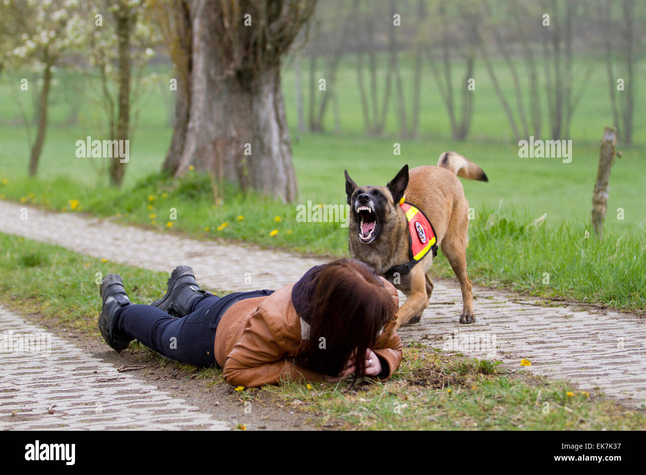 Berger Belge Malinois Chien Adulte Travaillant Comme