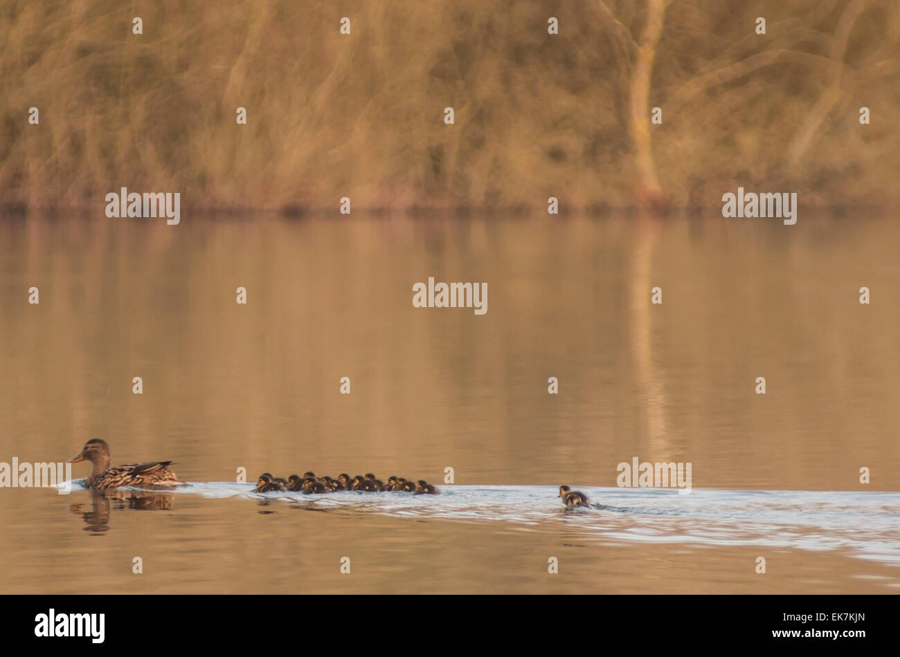 Bewl Water, Ticehurst, East Sussex, UK. 8 avril, 2015. Canard aux canetons dans le début de la lumière du matin sur Bewl. Un petit gars à rattraper. Un matin glorieux sur le Kent et le Sussex frontière. Crédit : David Burr/Alamy Live News Banque D'Images