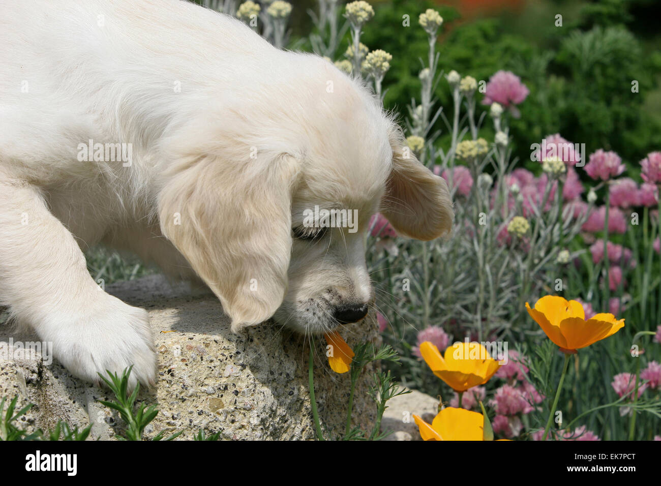 Chiot Golden Retriever 16 semaines à la floraison au Pavot de californie Allemagne Banque D'Images