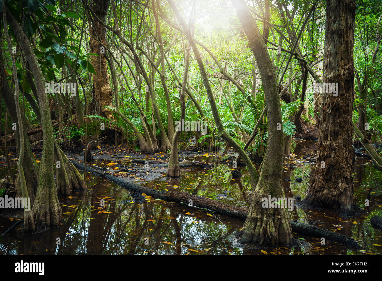 Paysage de forêt tropicale sauvage avec des arbres de la mangrove dans l'eau et des reflets du soleil qui brille Banque D'Images