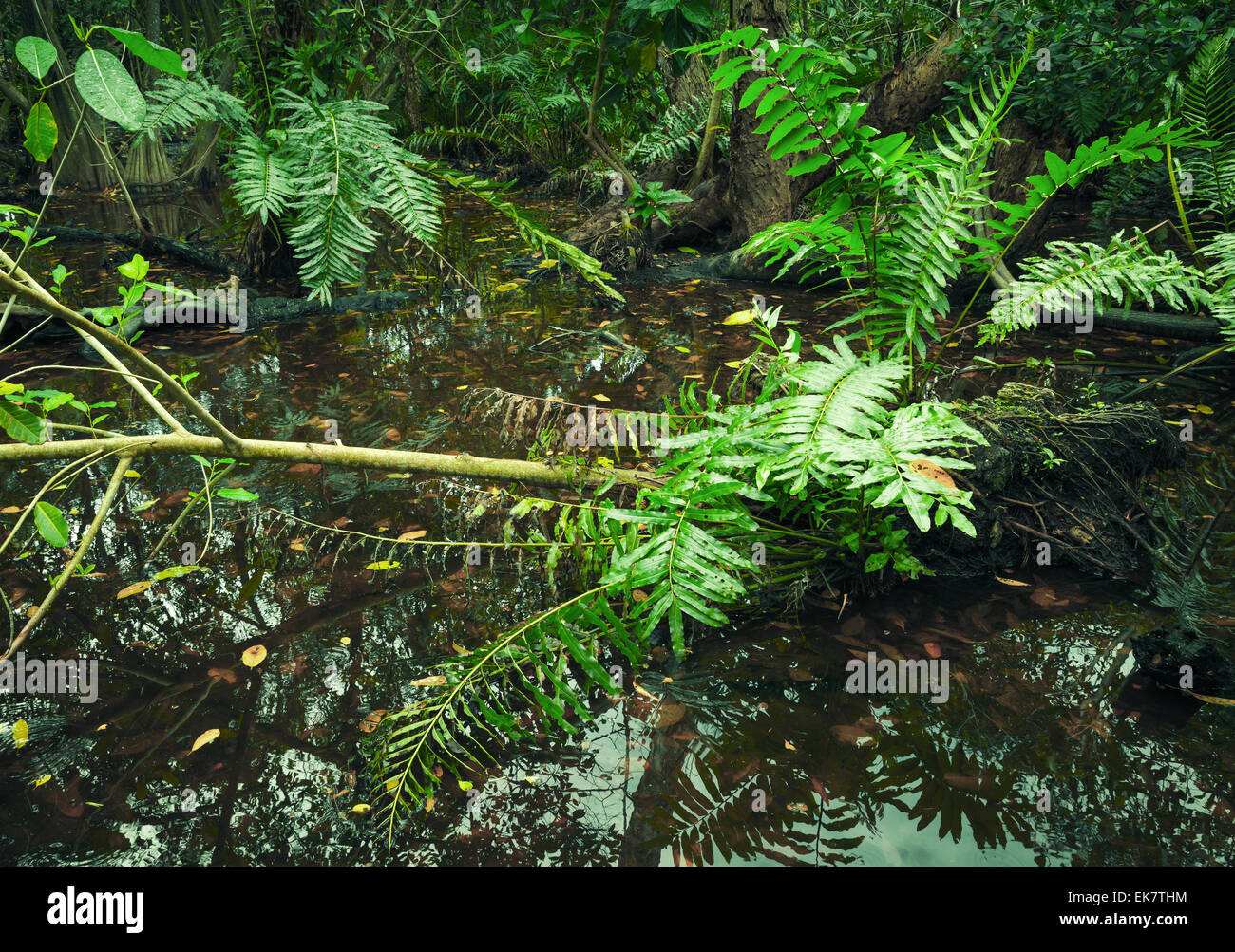 Paysage de forêt tropicale sauvage avec des plantes vertes Banque D'Images