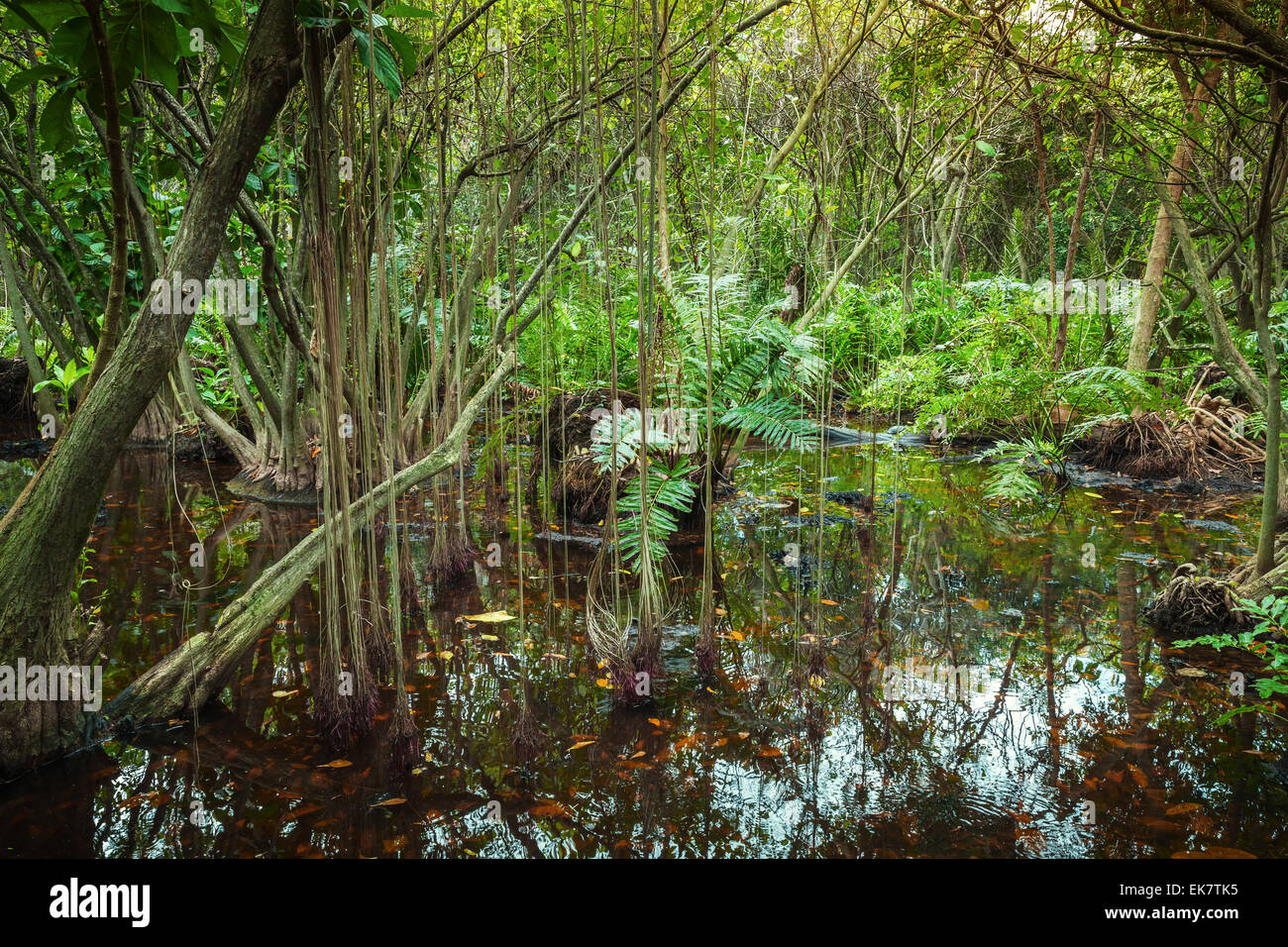 Paysage de forêt tropicale avec des arbres de la mangrove dans l'eau Banque D'Images