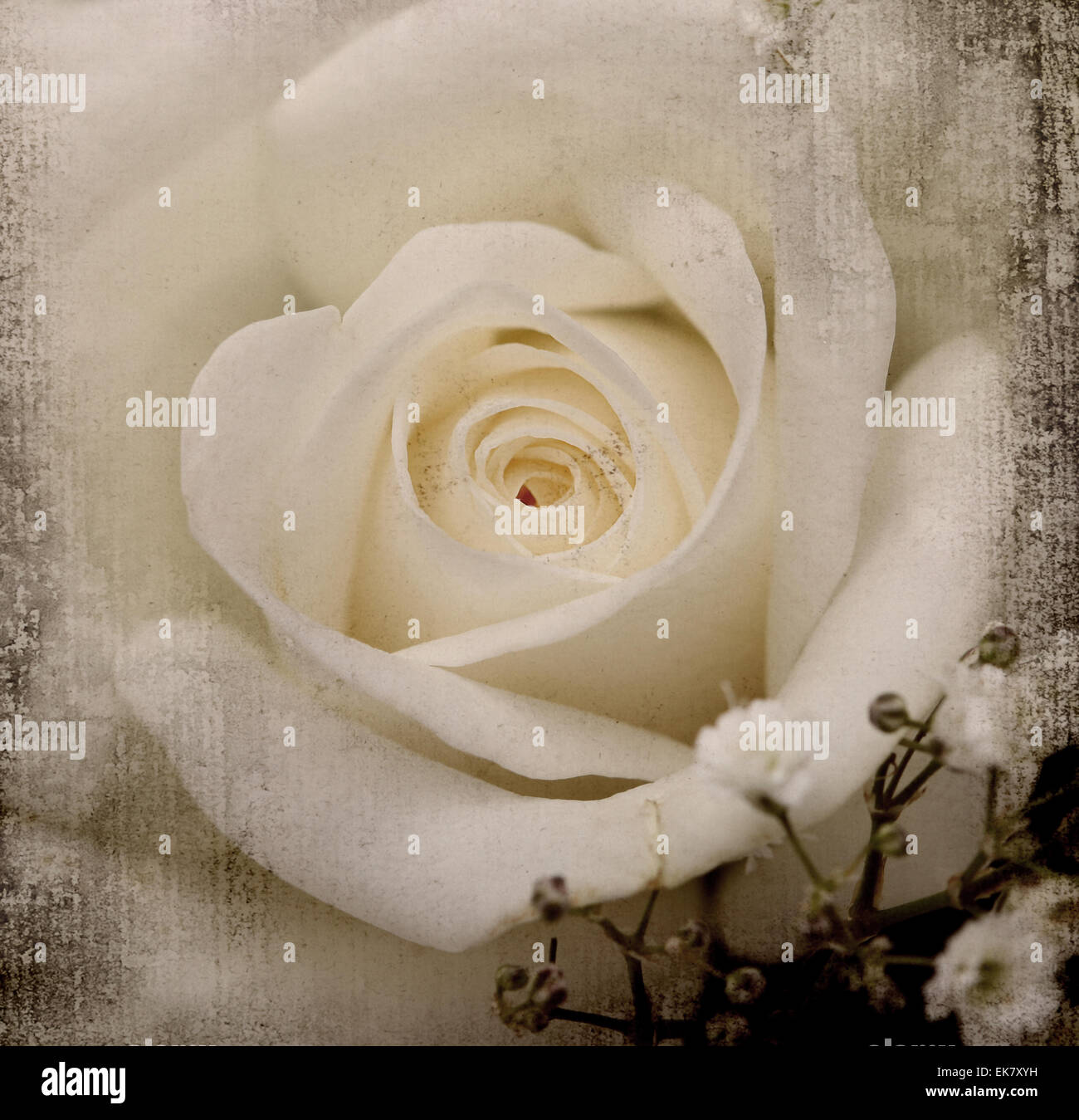 Texture vintage rose Banque D'Images
