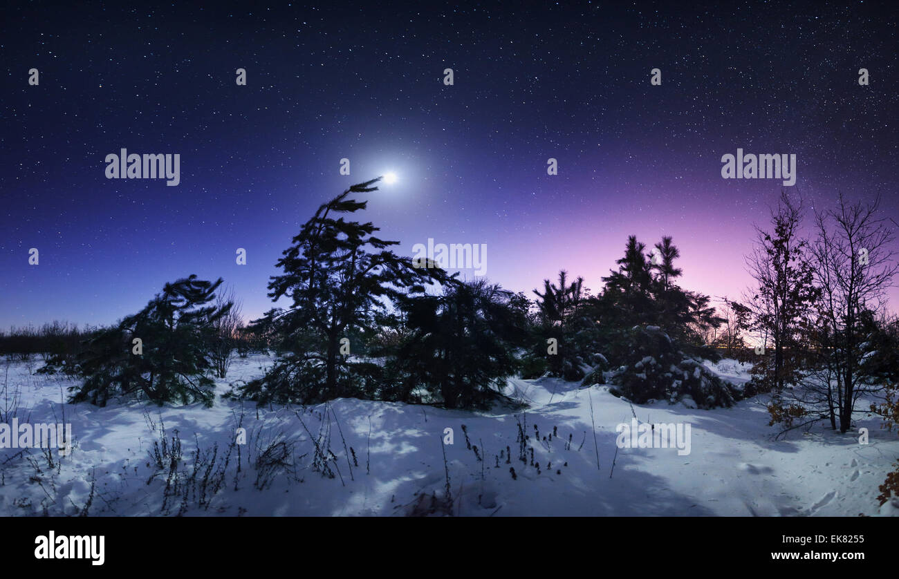 Belle nuit d'hiver dans la forêt en Ukraine. Pleine lune Banque D'Images