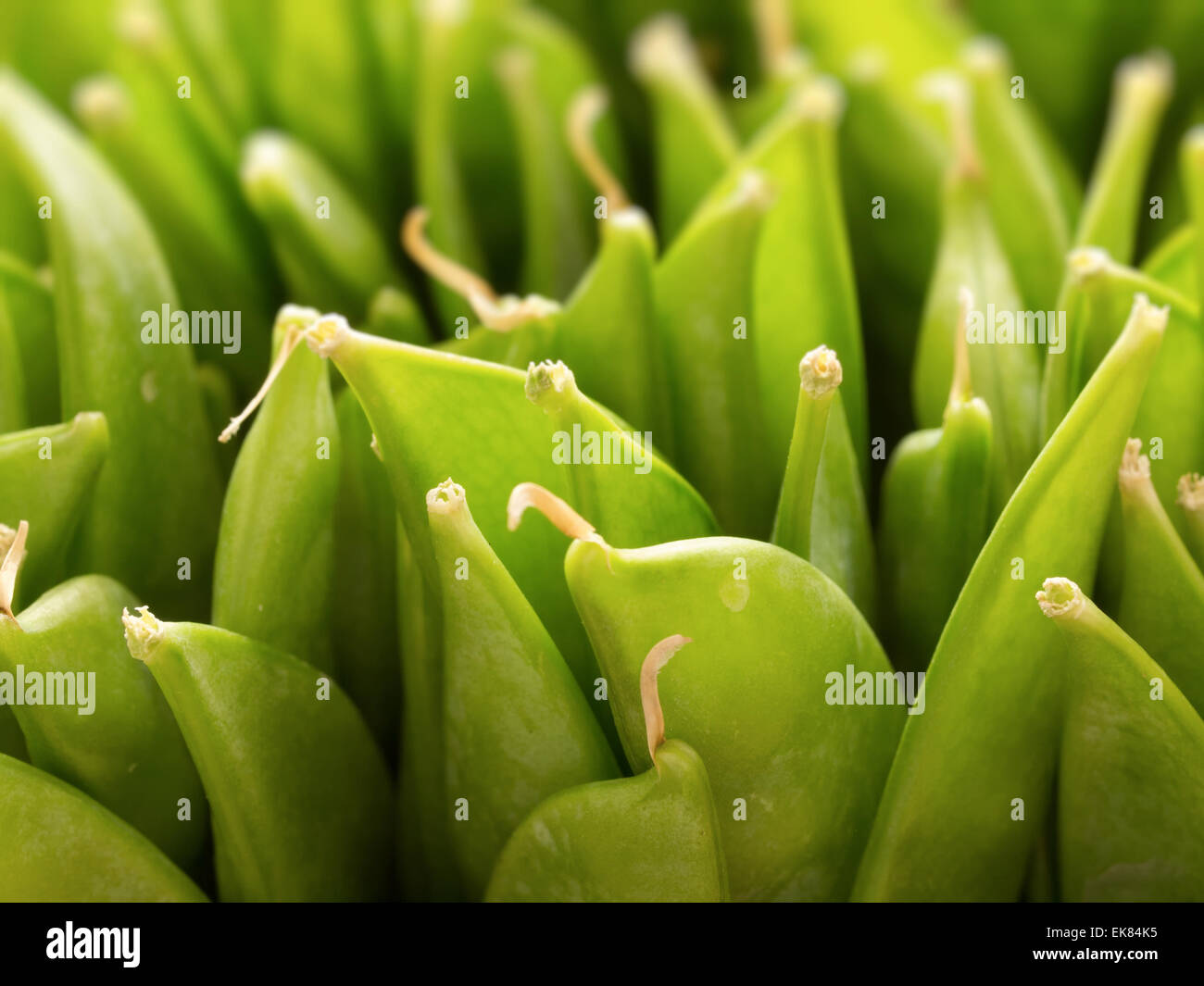 pois mange-tout Banque D'Images