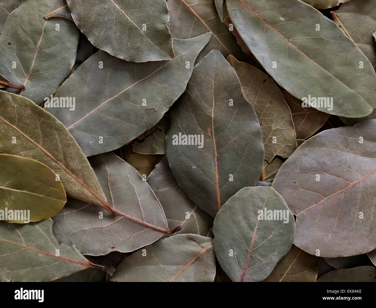 Les feuilles séchées géraniol Banque D'Images