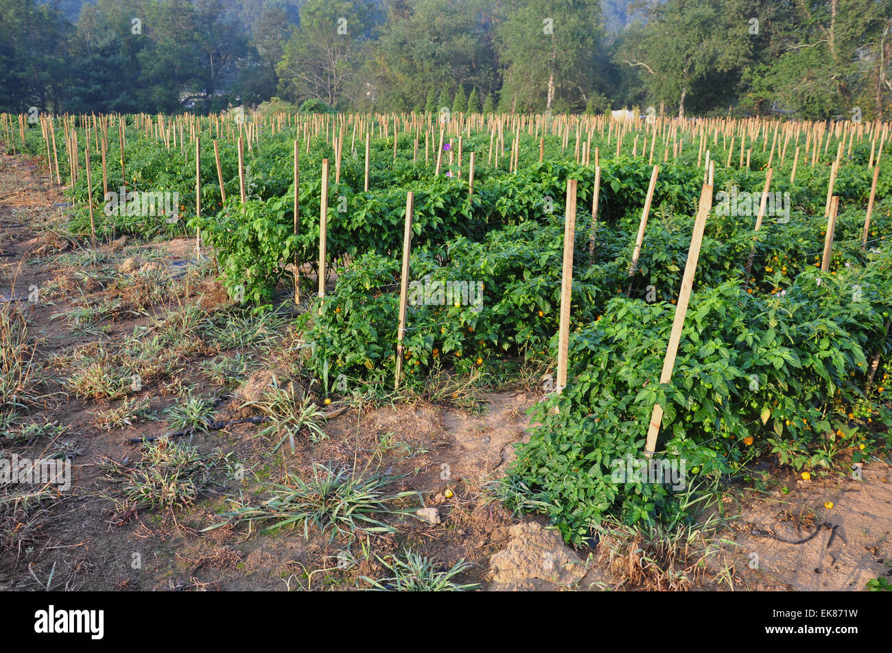 Ferme de piment Banque D'Images