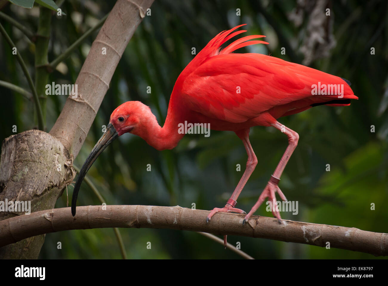 Un Ibis rouge marchant le long d'une branche. Banque D'Images