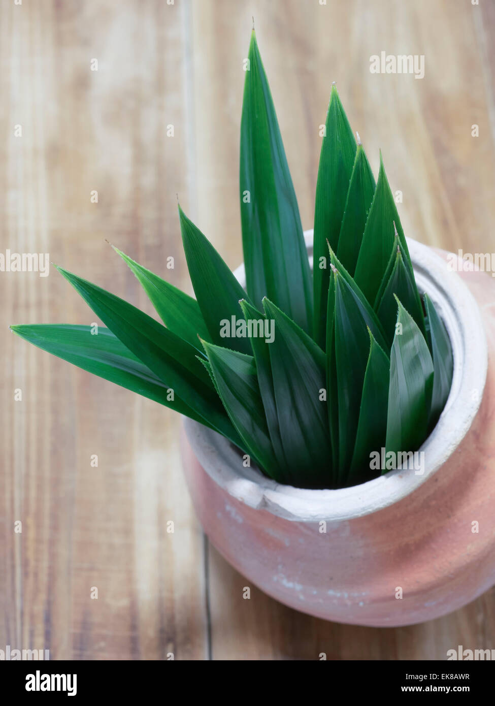 feuilles de Pandan Banque D'Images