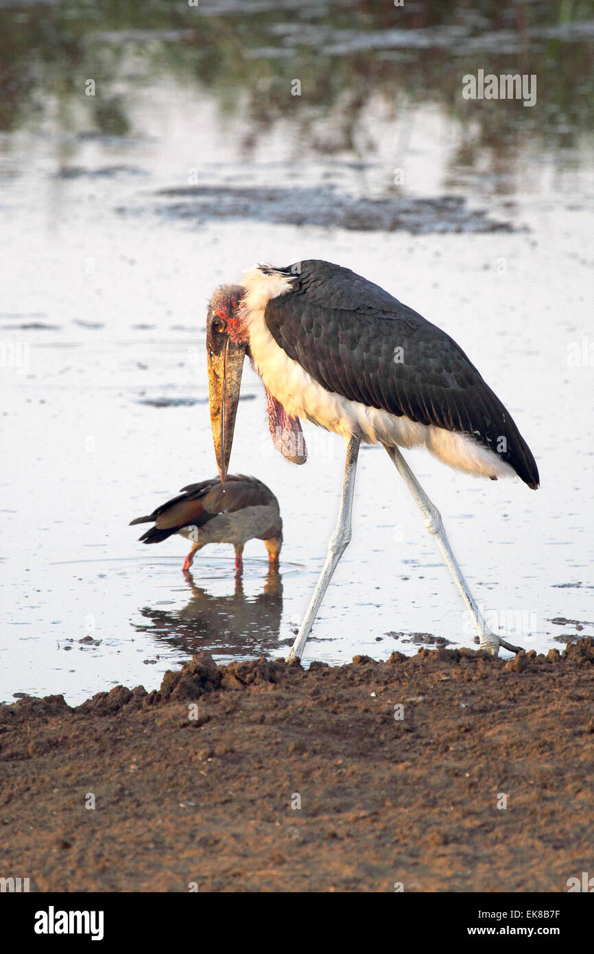 Marabou walking Banque de photographies et d’images à haute résolution ...