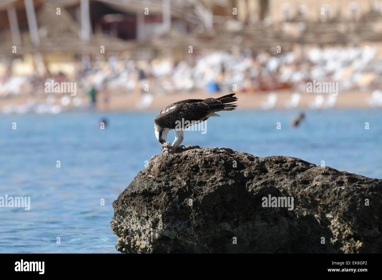 Osprey à lire des côtes du Sinaï Banque D'Images