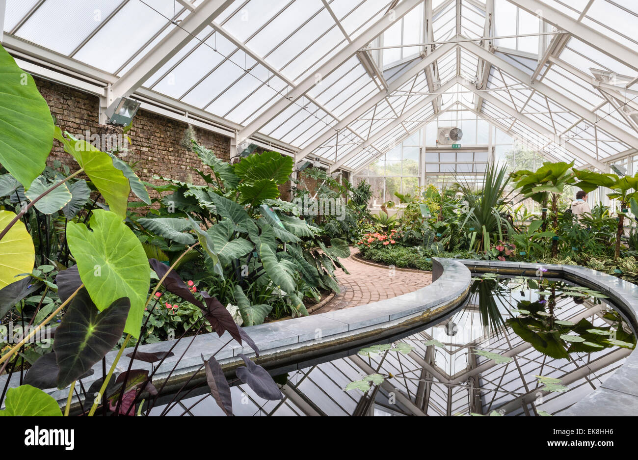 Le Jardin Botanique National du Pays de Galles, Llanarthney, Pays de Galles, Royaume-Uni. La Maison Tropicale - intérieur Banque D'Images