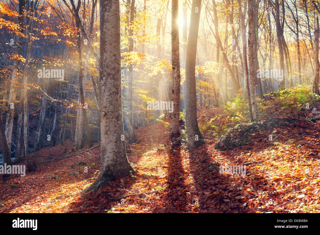 Beau coucher de soleil d'automne dans la forêt avec des feuilles rouges et d'arbres (Crimée) Banque D'Images