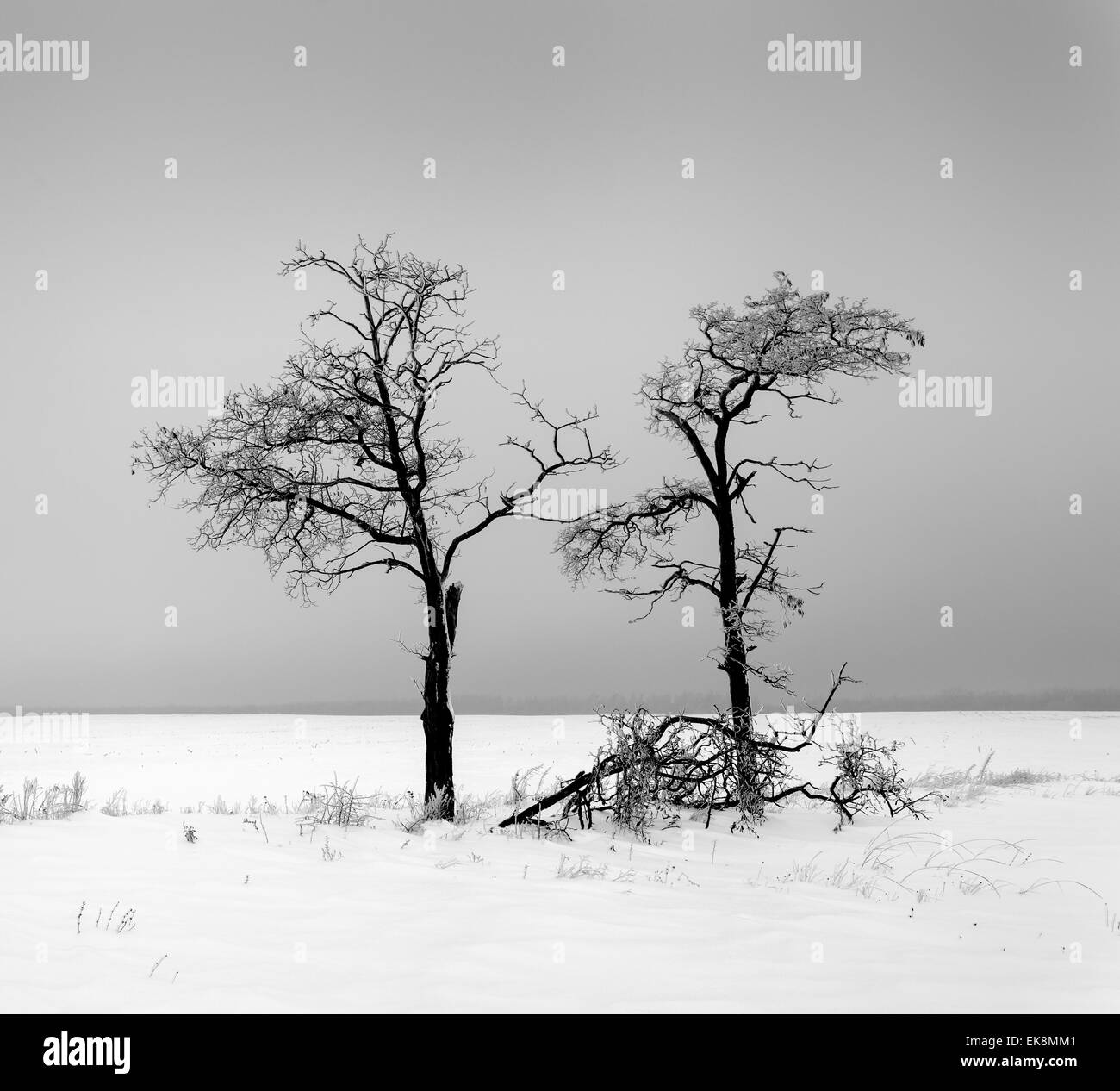 Paysage d'hiver avec des arbres solitaires en Ukraine Banque D'Images