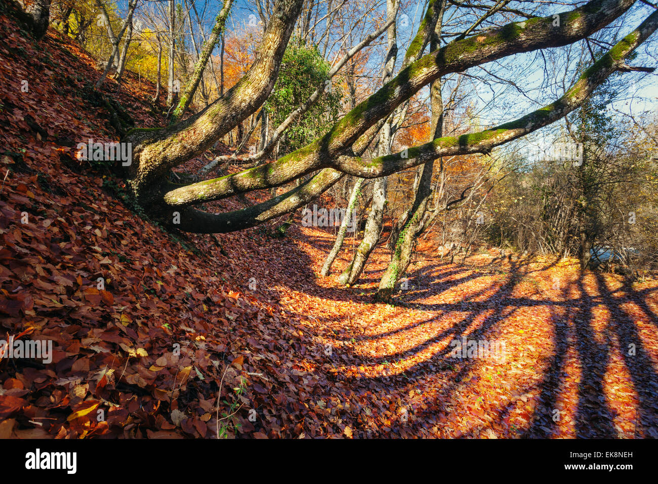 Lever du soleil d'automne dans la belle forêt de Crimée Banque D'Images