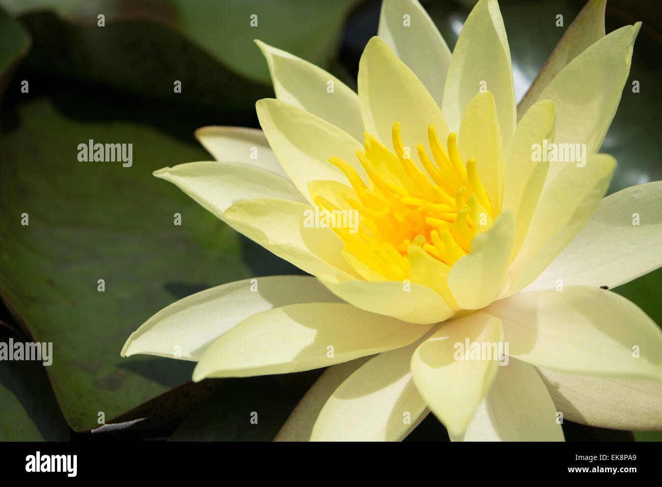 LILY OF THE VALLEY Banque D'Images