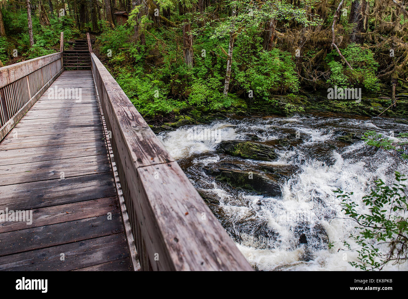 Passerelle en bois sur un ruisseau dans la forêt pluviale tempérée de la forêt nationale de Tongass, Ketchikan, Alaska, USA Banque D'Images