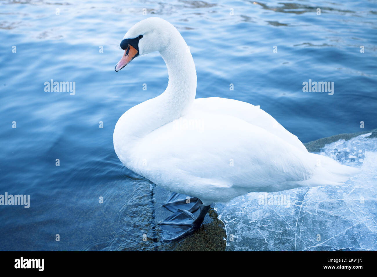 Cygne blanc dans l'eau Banque D'Images