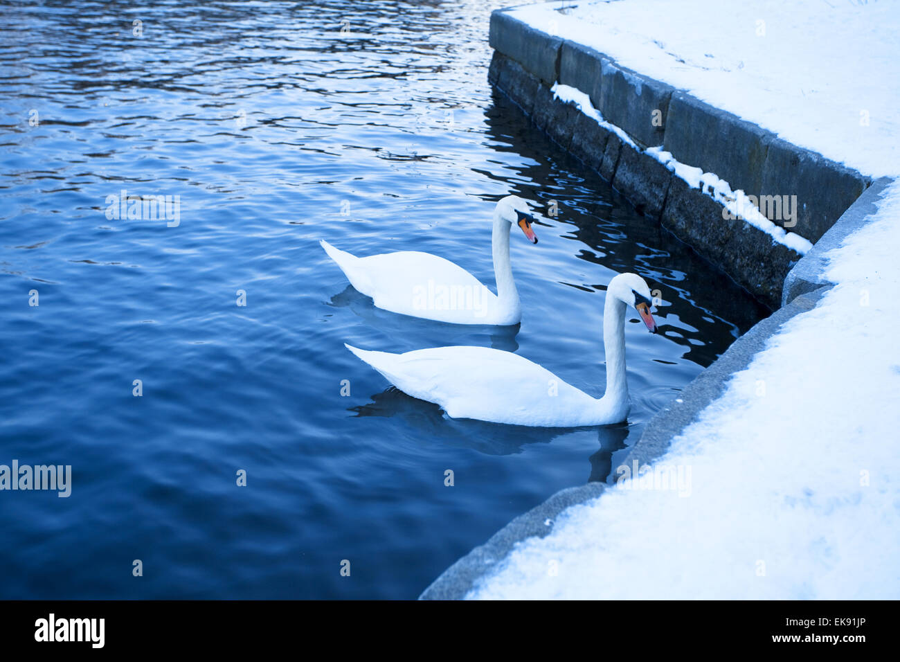 Cygne blanc dans l'eau Banque D'Images