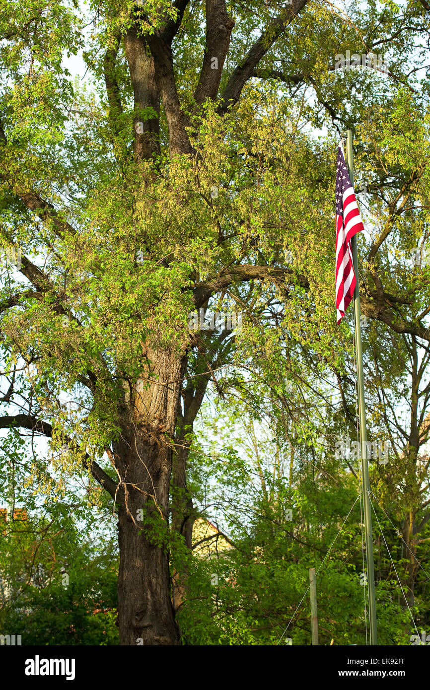 Drapeau américain sur fond de vert des arbres Banque D'Images